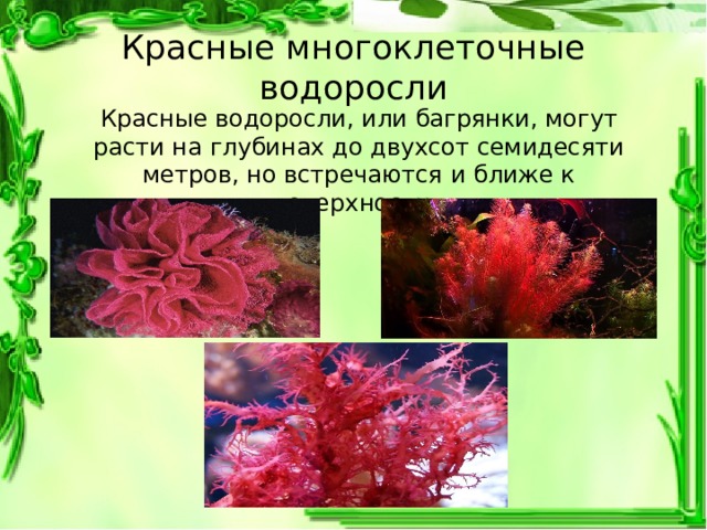 Обитание красных водорослей. Красные водоросли это многоклеточные водоросли. Красные водоросли багрянки. Красные водоросли багрянки численность. Красные водоросли Багрянка формы..