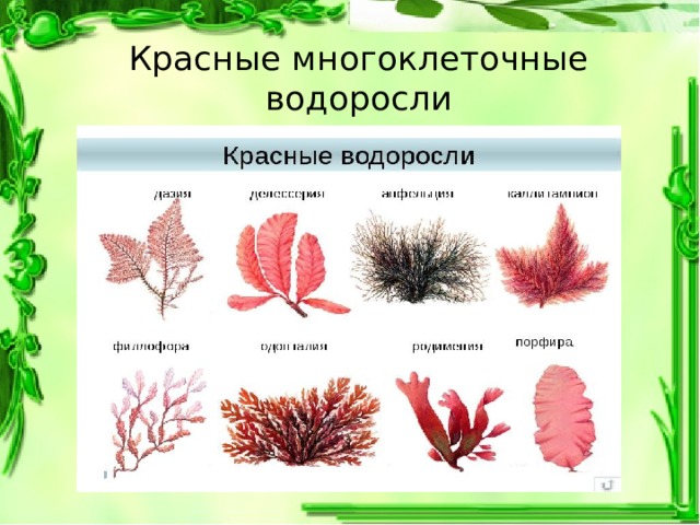 Красные многоклеточные водоросли 