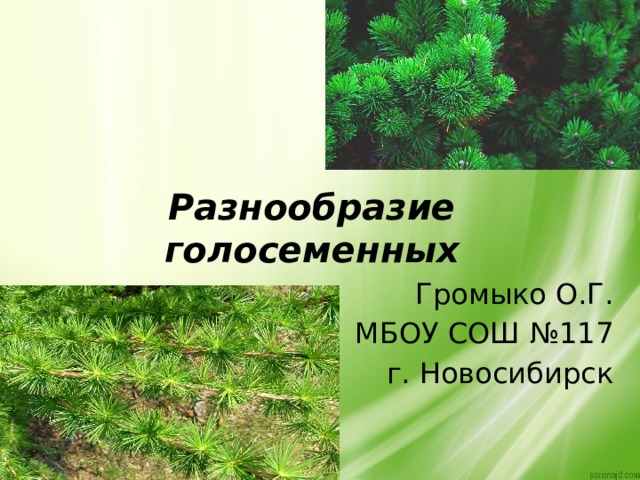Разнообразие голосеменных Громыко О.Г. МБОУ СОШ №117 г. Новосибирск 