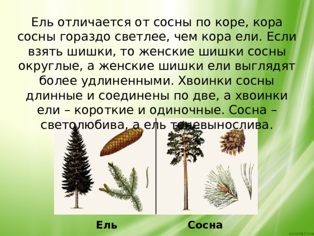 Ель отличается от сосны по коре, кора сосны гораздо светлее, чем кора ели. Если взять шишки, то женские шишки сосны округлые, а женские шишки ели выглядят более удлиненными. Хвоинки сосны длинные и соединены по две, а хвоинки ели – короткие и одиночные. Сосна – светолюбива, а ель теневынослива. Ель Сосна 
