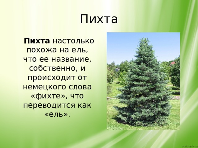 Пихта  Пихта  настолько похожа на ель, что ее название, собственно, и происходит от немецкого слова «фихте», что переводится как «ель». 