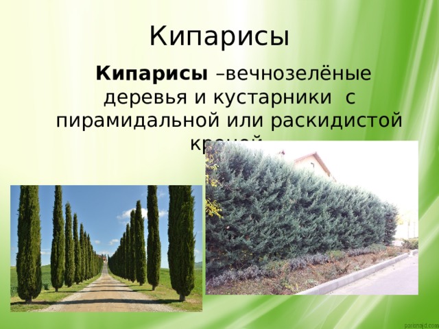 Кипарисы  Кипарисы –вечнозелёные деревья и кустарники с пирамидальной или раскидистой кроной. 