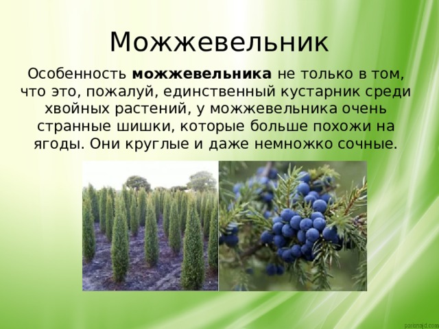 Можжевельник Особенность можжевельника  не только в том, что это, пожалуй, единственный кустарник среди хвойных растений, у можжевельника очень странные шишки, которые больше похожи на ягоды. Они круглые и даже немножко сочные. 