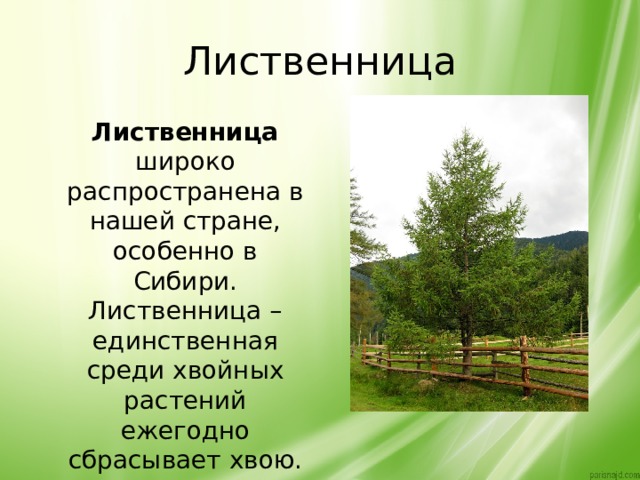 Лиственница  Лиственница широко распространена в нашей стране, особенно в Сибири. Лиственница –единственная среди хвойных растений ежегодно сбрасывает хвою. 