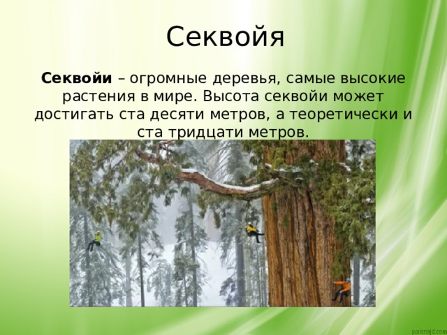 Секвойя Секвойи  – огромные деревья, самые высокие растения в мире. Высота секвойи может достигать ста десяти метров, а теоретически и ста тридцати метров. 