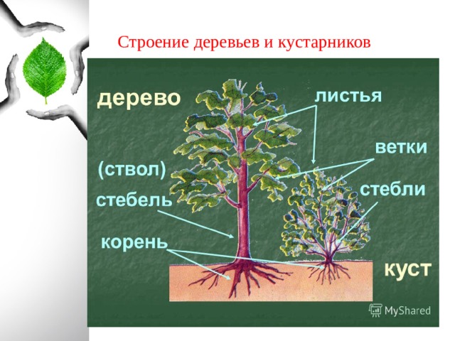 Каково строение дерева. Строение дерева и кустарника. Строение семени деревьев. Повторить строение дерева и цветка.. Строение дерева 1 до 8.