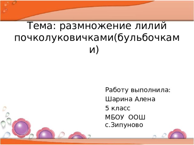 Тема: размножение лилий почколуковичками(бульбочками)    Работу выполнила: Шарина Алена 5 класс МБОУ ООШ с.Зипуново 