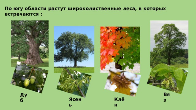 По  югу  области  растут  широколиственные  леса,  в  которых  встречаются  : В я з Д у б Я с е н ь К л ё н 