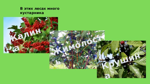 Калина Жимолость Крушина В  этих  лесах  много  кустарника 