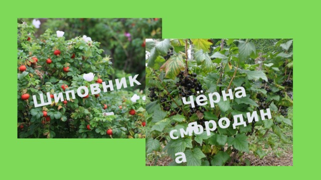 Ш ип овник Ч ёрная смо родина 