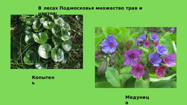В  лесах  Подмосковья  множество  трав  и  цветов: Копытень М е д у н и ц а 