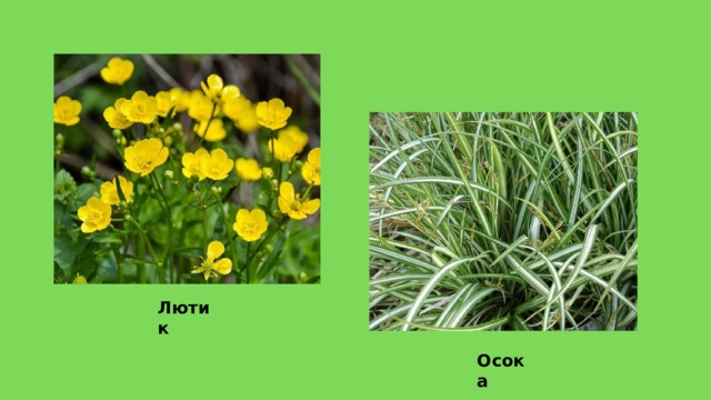 Л ю т и к О с о к а 