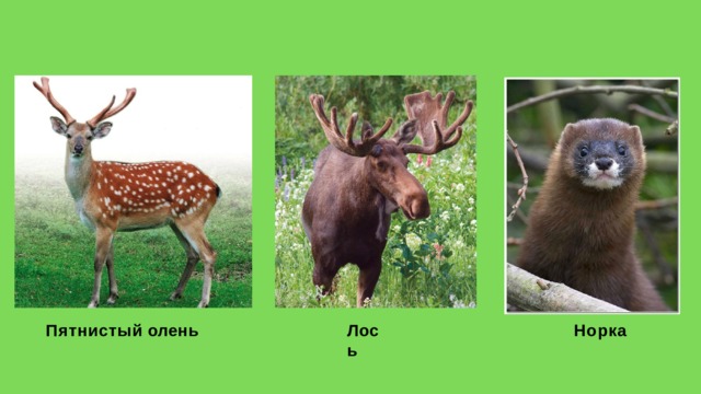 Пятнистый  олень Л о с ь Норка 