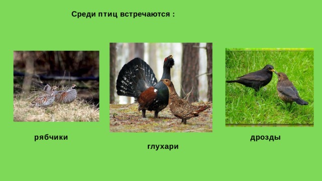 Среди  птиц  встречаются  : рябчики д р о з д ы глухари 