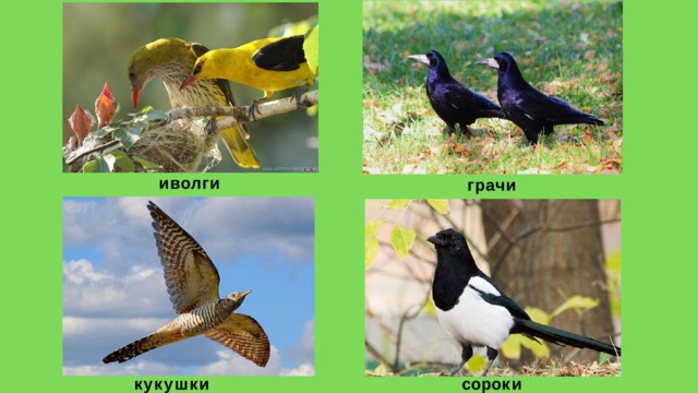 иволги г р а ч и кукушки с о р о к и 