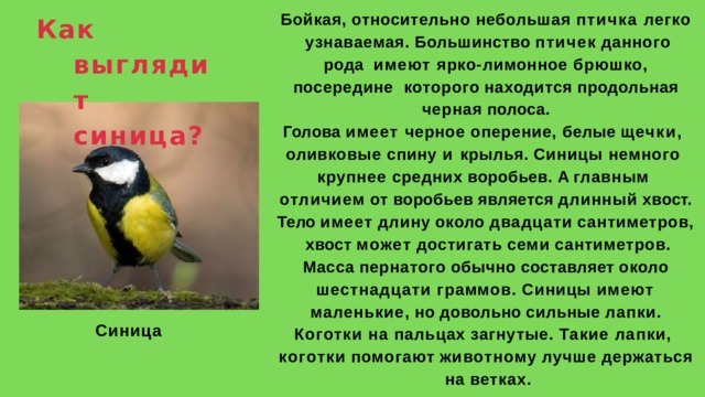 Бойкая, относительно небольшая птичка легко  узнаваемая.  Большинство  птичек  данного  рода  имеют ярко-лимонное брюшко, посередине  которого  находится  продольная  черная  полоса. Голова имеет черное оперение, белые щечки,  оливковые спину и крылья. Синицы немного  крупнее средних воробьев. А главным  отличием  от  воробьев  является  длинный  хвост. Тело  имеет  длину  около  двадцати  сантиметров,  хвост  может  достигать  семи  сантиметров. Масса  пернатого  обычно  составляет  около  шестнадцати граммов. Синицы имеют  маленькие,  но  довольно  сильные  лапки. Коготки на пальцах загнутые. Такие лапки,  коготки  помогают  животному  лучше  держаться  на  ветках. Как  выглядит  синица? Синица 