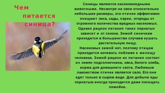Синицы являются насекомоядными  животными. Несмотря на свои относительно  небольшие  размеры,  эти  птички  эффективно  очищают леса, сады, парки, огороды от огромного  количества  вредных  насекомых. Чем  питается  синица? Однако рацион питания таких пернатых  зависит и от сезона. Зимой синичкам  приходится  в  большинстве  случаев  кушать  растительную  пищу. Насекомых зимой нет, поэтому птицам  приходится кочевать поближе к жилищу  человека. Зимой рацион их питания состоит  из семян подсолнечника, овса, белого хлеба,  корма для домашнего скота. Любимым  лакомством птичек является сало. Его они  едят только в сыром виде. Для добычи еды  пернатым  иногда  приходится  даже  посещать  помойки. 