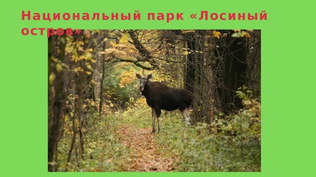 Национальный  парк  «Лосиный  остров» 