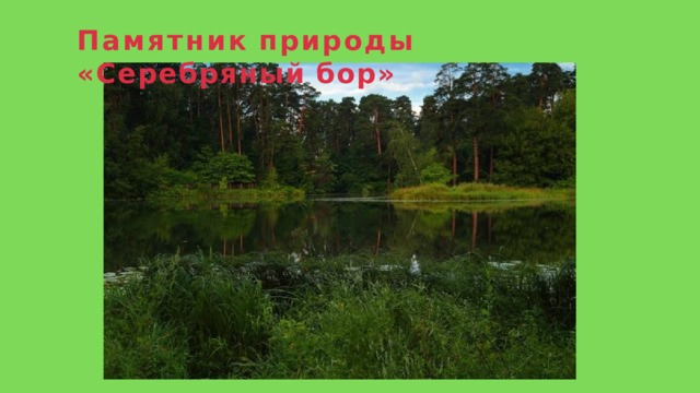 Памятник  природы  «Серебряный  бор» 