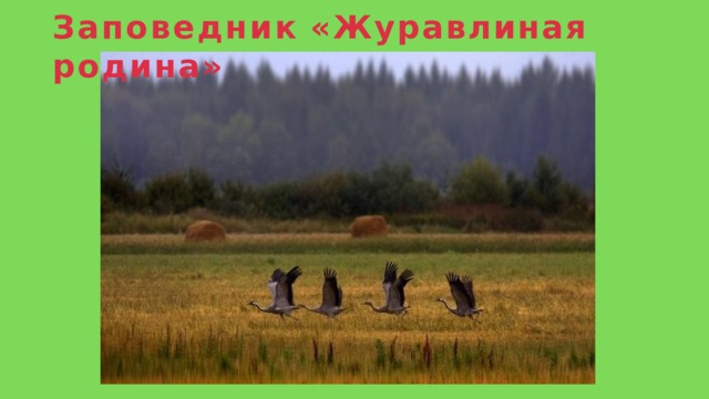 Заповедник  «Журавлиная  родина» 