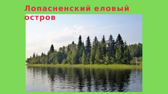 Лопасненский  еловый  остров 