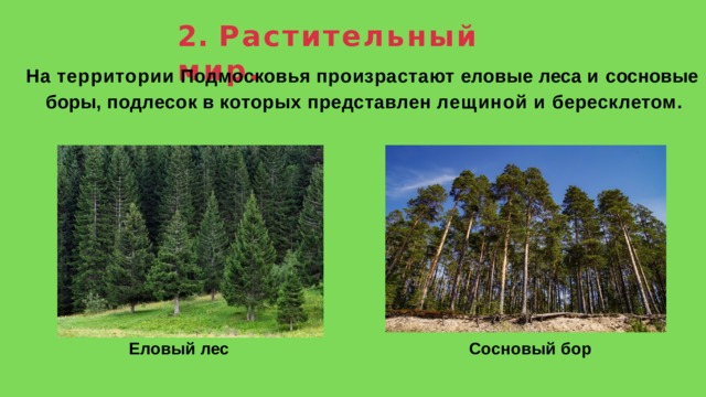 2.  Растительный  мир. На  территории  Подмосковья  произрастают  еловые  леса  и  сосновые  боры,  подлесок  в  которых  представлен  лещиной  и  бересклетом. Еловый  лес Сосновый  бор 
