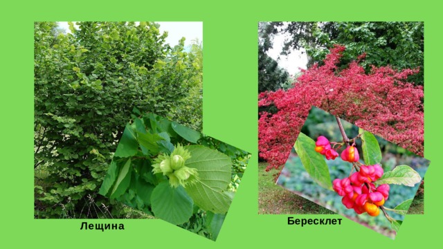 Бересклет Лещина 