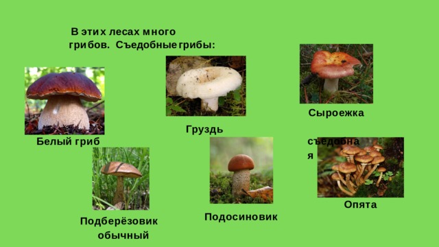 В  э т и х  л е с а х  м н о г о  г р и б о в . Съедобные  грибы: Сыроежка  с ъ е д о б н а я Г р у з д ь Белый  гриб О п я т а Подосиновик Подберёзовик  обычный 