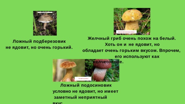 Желчный  гриб  очень  похож  на  белый. Хоть он и не ядовит, но  обладает  очень  горьким  вкусом.  Впрочем, его  используют  как  желчегонное. Ложный  подберезовик не  ядовит,  но  очень  горький. Ложный подосиновик  условно  не  ядовит,  но  имеет  заметный  неприятный  вкус. 