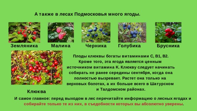 А  также  в  лесах  Подмосковья  много  ягоды. Земляника Малина  Черника  Голубика  Брусника Плоды  клюквы  богаты  витаминами  С,  В1,  В2. Кроме того, эта ягода является ценным  источником  витамина  K.  Клюкву  следует  начинать  собирать не ранее середины сентября, когда она  полностью вызревает. Растет она только на  верховых болотах, а их больше всего в Шатурском  и  Талдомском  районах. К л ю к в а И  самое  главное:  перед  выходом  в  лес  перечитайте  информацию  о  лесных  ягодах  и  собирайте  только  те  из  них,  в  съедобности  которых  вы  абсолютно  уверены . 