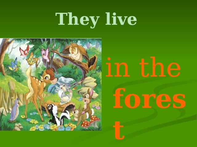 They live  in the forest 