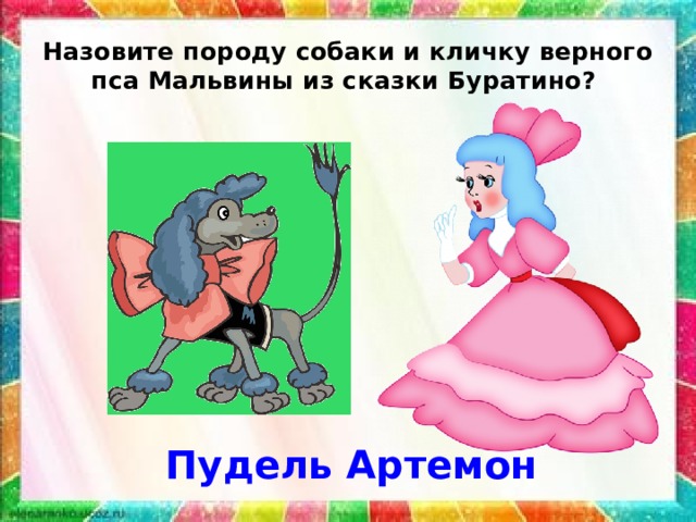 Назовите породу собаки и кличку верного пса Мальвины из сказки Буратино? Пудель Артемон 