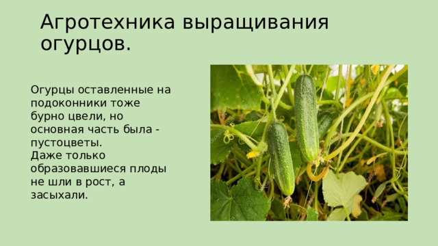 Презентация как растет огурец