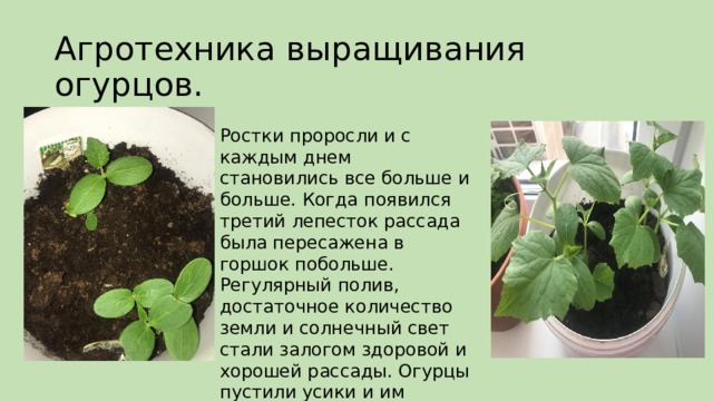 Выращивание огурцов в закрытом грунте презентация