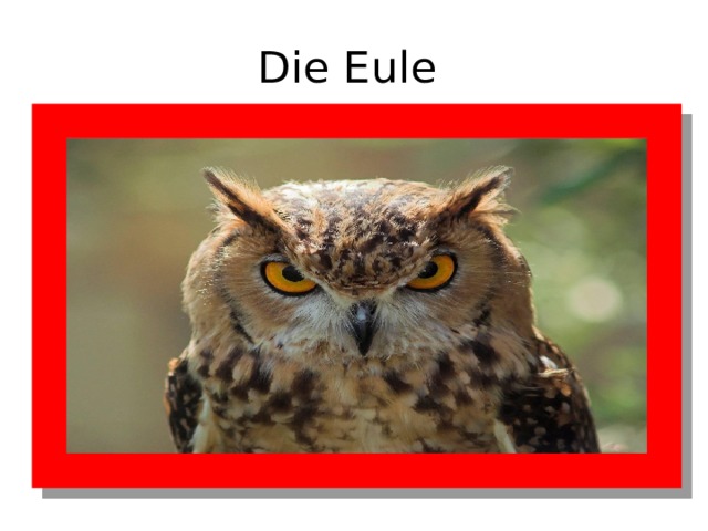 Die Eule 