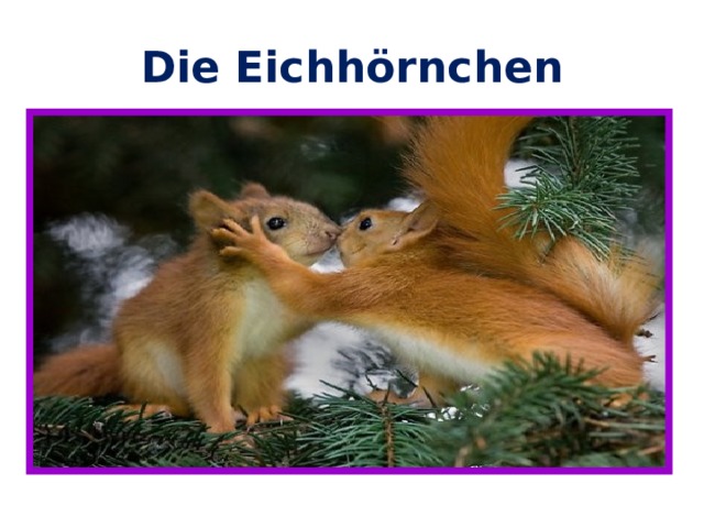 Die Eichhörnchen 