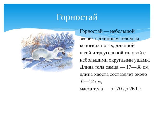 Горностай Горностай — небольшой зверёк с длинным телом на коротких ногах, длинной шеей и треугольной головой с небольшими округлыми ушами. Длина тела самца — 17—38 см, длина хвоста составляет около  6—12 см; масса тела — от 70 до 260 г. 