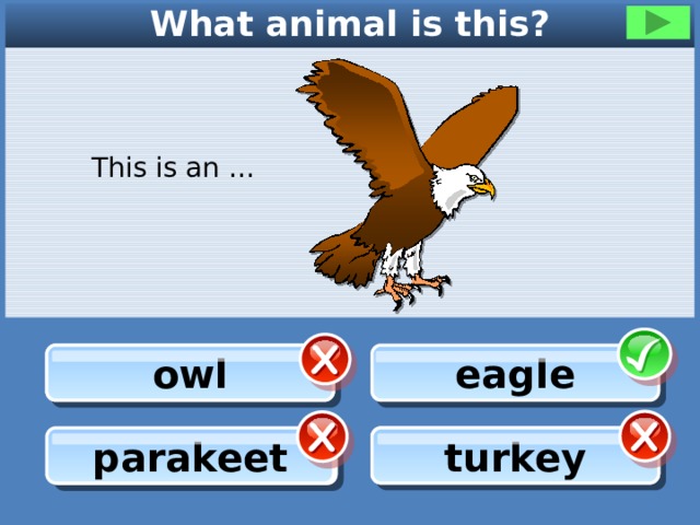What animal is this? This is an … owl owl eagle turkey turkey parakeet parakeet 