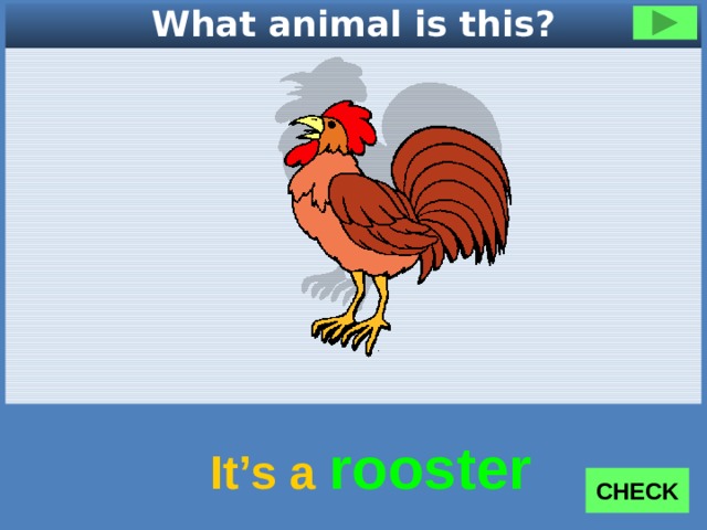 What animal is this? It’s a rooster CHECK 