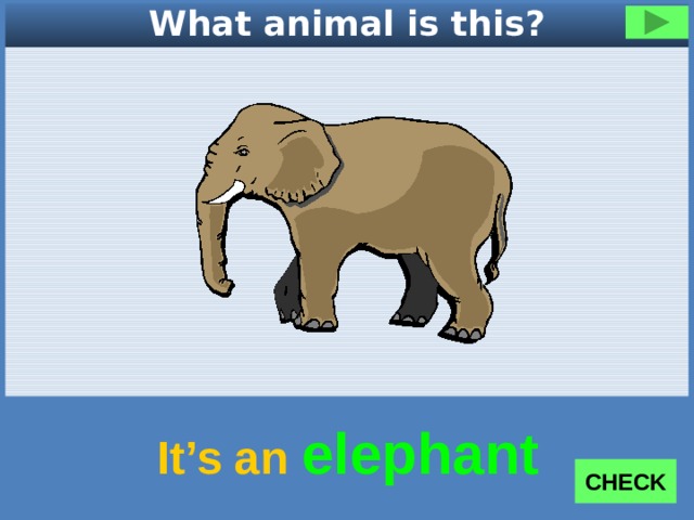 What animal is this? It’s an elephant CHECK 