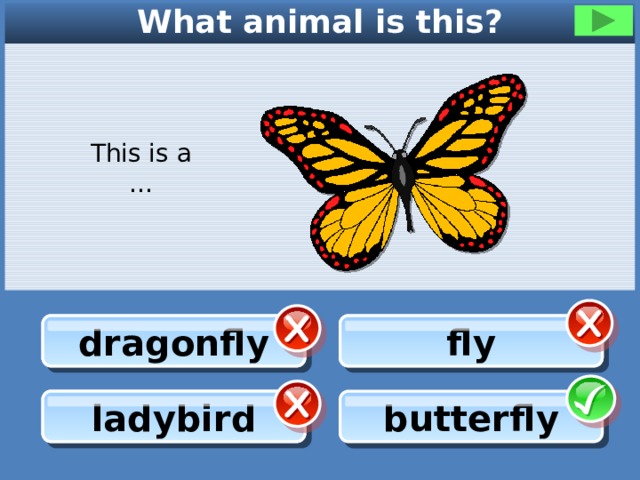 What animal is this? This is a … fly dragonfly fly dragonfly ladybird ladybird butterfly 