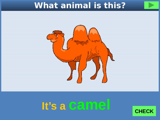 What animal is this? It’s a camel CHECK 