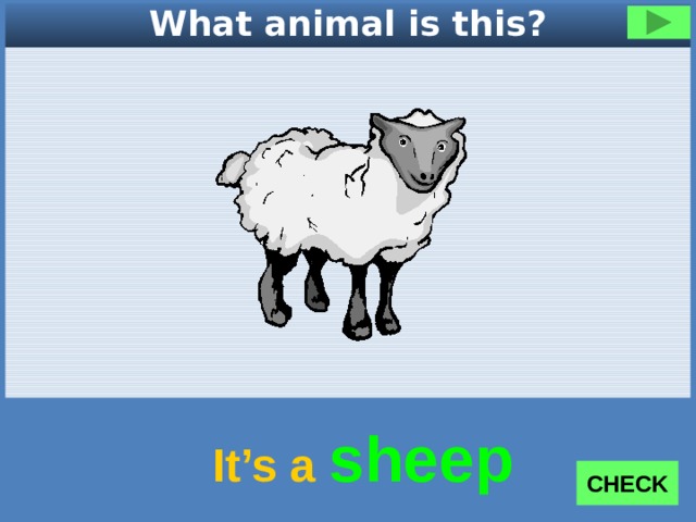 What animal is this? It’s a sheep CHECK 