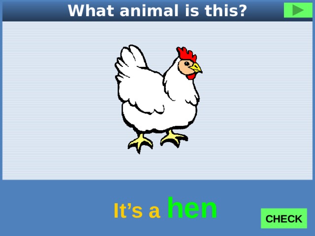 What animal is this? It’s a hen CHECK 