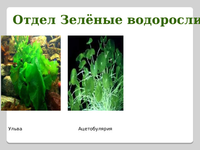 Отдел Зелёные водоросли Ульва Ацетобулярия 