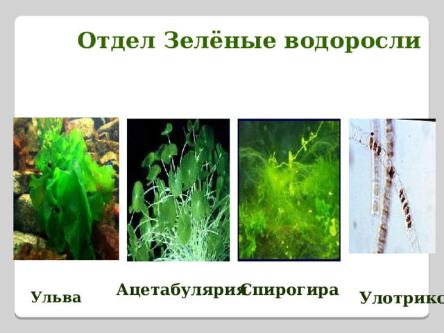  Отдел Зелёные водоросли Ацетабулярия Спирогира Ульва Улотрикс 