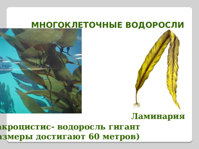 МНОГОКЛЕТОЧНЫЕ ВОДОРОСЛИ Ламинария Макроцистис- водоросль гигант (размеры достигают 60 метров) 