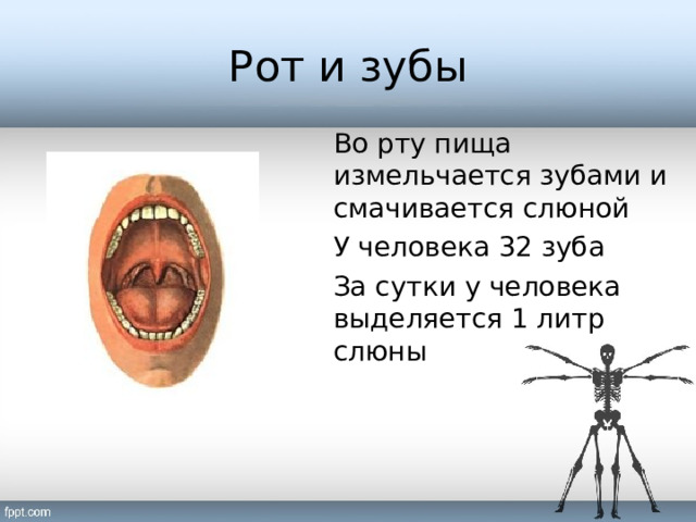 Рот и зубы Во рту пища измельчается зубами и смачивается слюной У человека 32 зуба За сутки у человека выделяется 1 литр слюны 