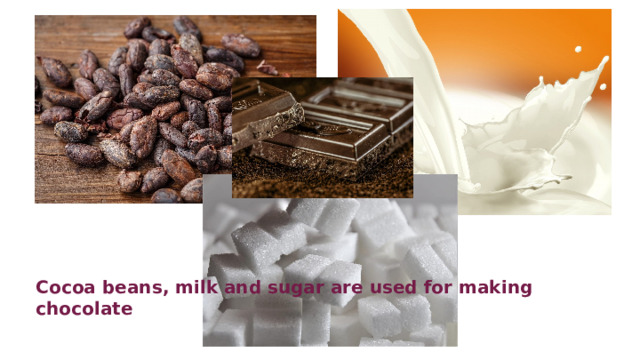 Cocoa beans, milk and sugar are used for making chocolate 