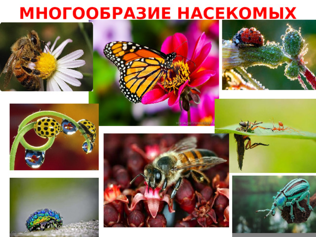 Проект по биологии интересные факты о насекомых